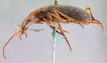 Media type: image;   Entomology 5847 Aspect: habitus lateral view